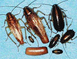 Gel ahuyentador de cucarachas a base de hormonas